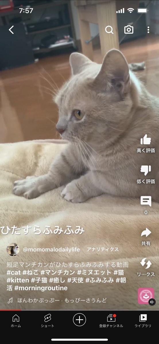 momomalodaily's tweet photo. みなさんお仕事お疲れ様です！お互い1日頑張りましょう！

https://t.co/cg1gHCD0Sq

#猫 #cat #マンチカン #ミヌエット #癒し動画 #天使 https://t.co/ronkFaxPcp