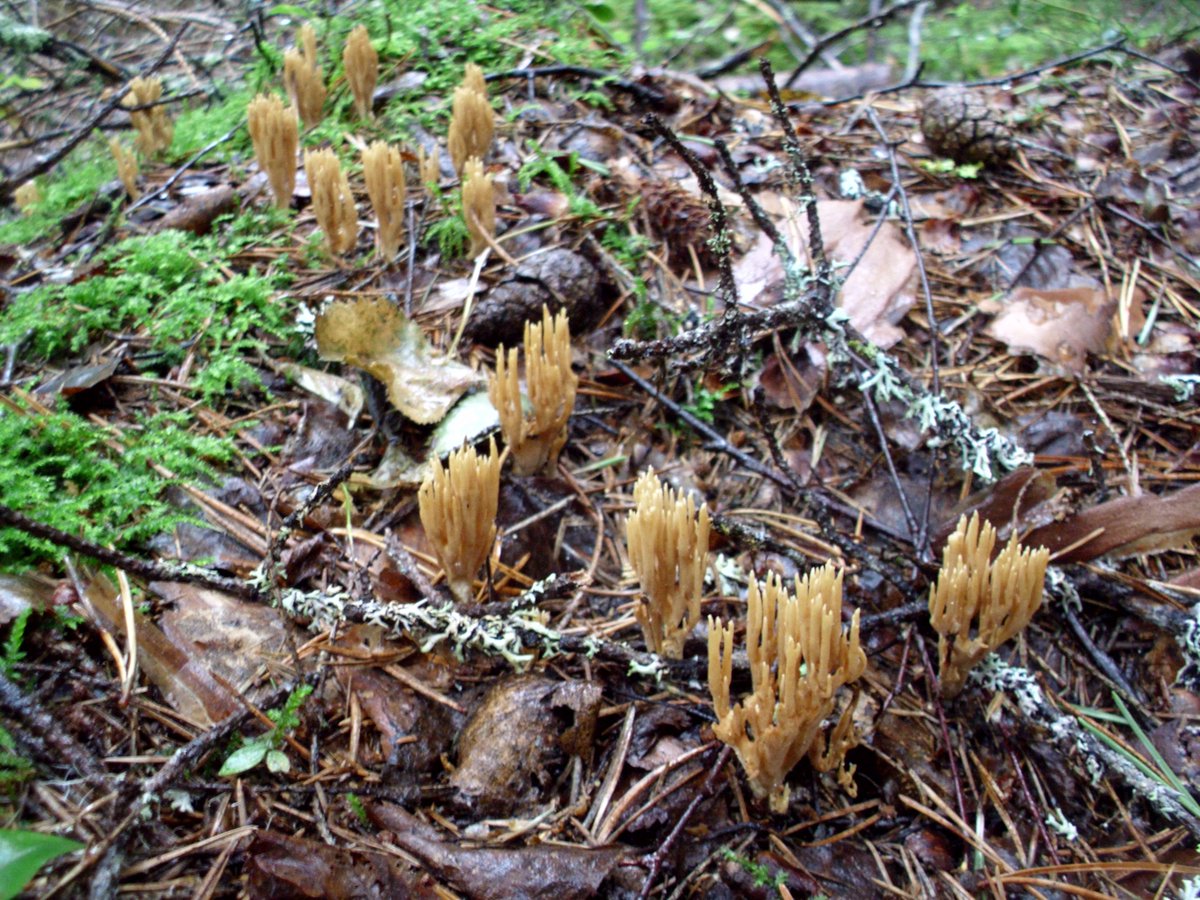 kmgarson's tweet image. Late, but... reflecting on the incredible #Mushroom Methods workshop in Oulu earlier in August. Mycelium, fungal art, ruins, multispecies interactions &amp;amp; #biodiversity... Perfectly inspiring, friendly &amp;amp; critical. How research &amp;amp; comings-together should be.