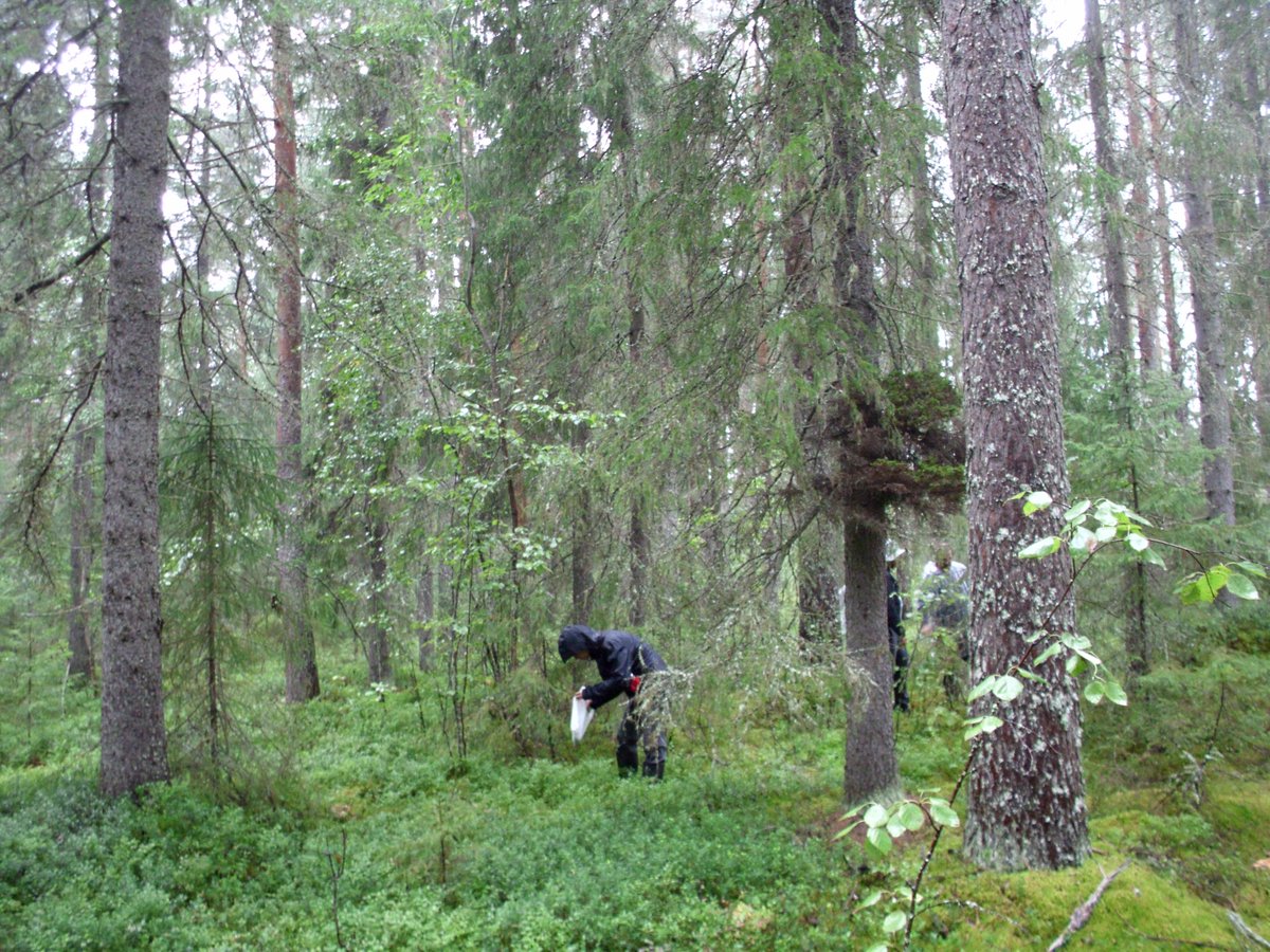 kmgarson's tweet image. Late, but... reflecting on the incredible #Mushroom Methods workshop in Oulu earlier in August. Mycelium, fungal art, ruins, multispecies interactions &amp;amp; #biodiversity... Perfectly inspiring, friendly &amp;amp; critical. How research &amp;amp; comings-together should be.