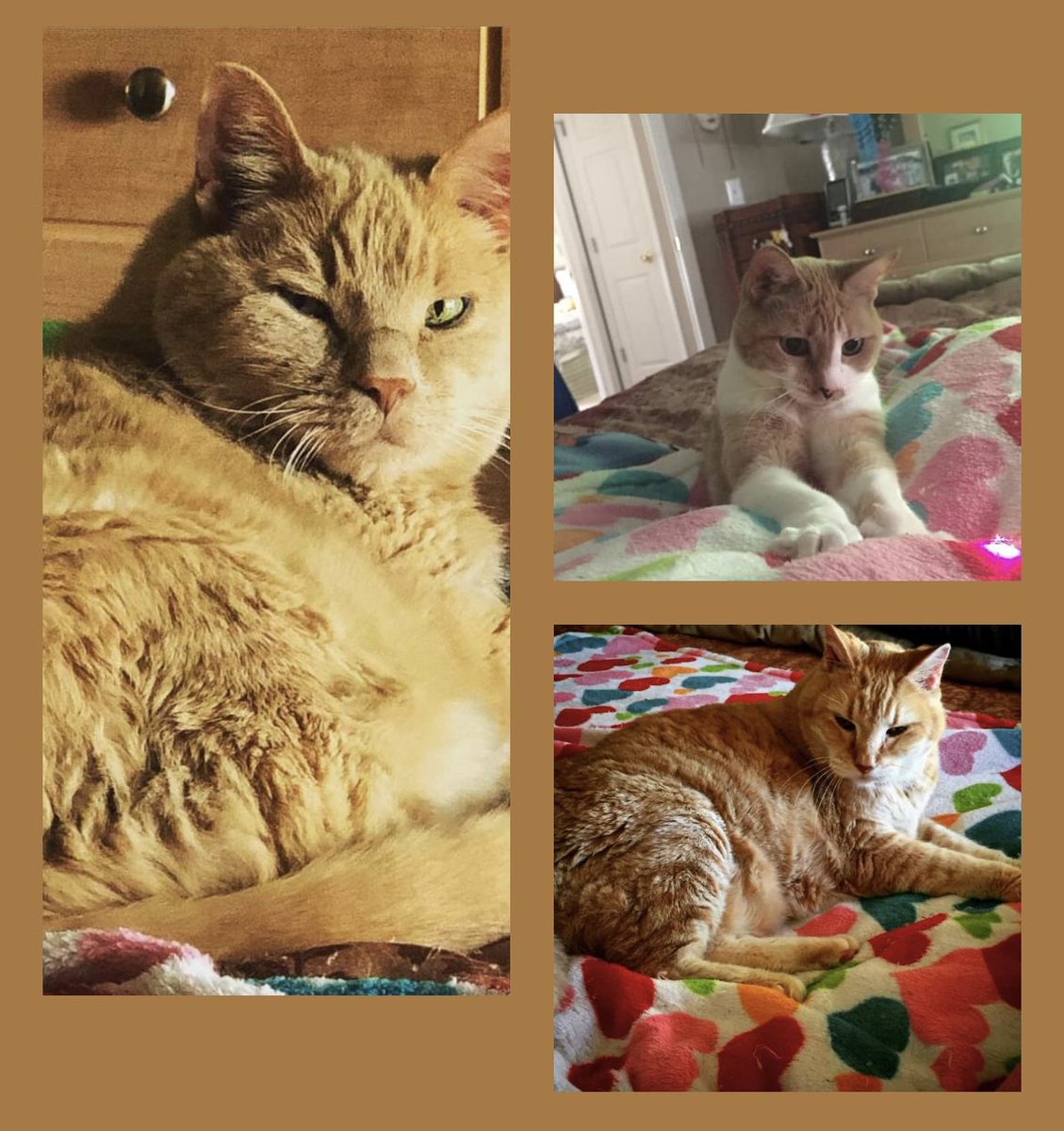 nursekate4's tweet photo. Gosh I miss you Fat Fat, Pretty and Biggie!  #rainbowbridgeremembranceday https://t.co/GGpoFCQjhp