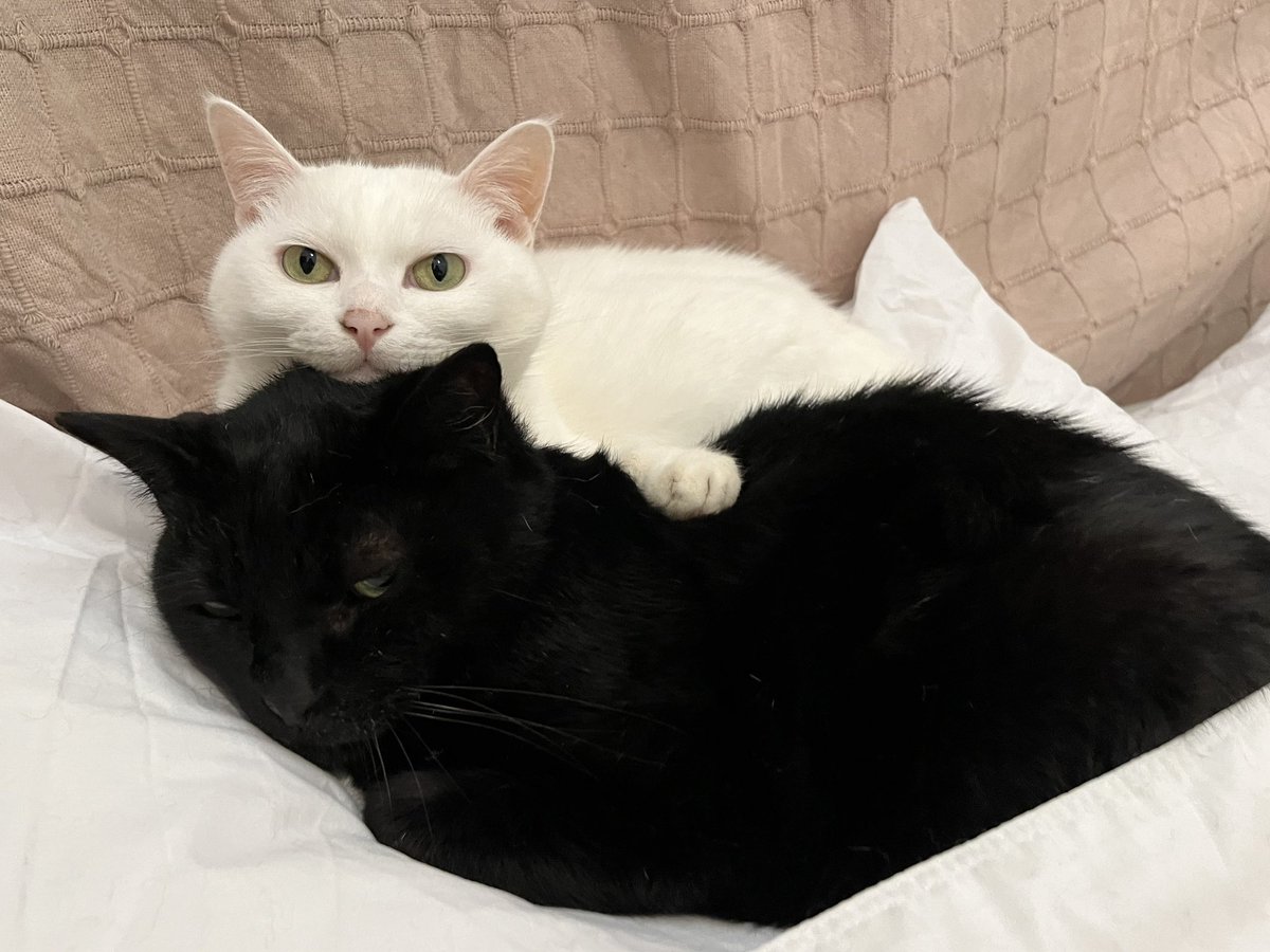 猫たちがかわいすぎる、10年間一緒にいても毎日こんなにかわいくてたまらないのヤバすぎる。生き物としてのコンセプトもデザインも良すぎて涙でる。