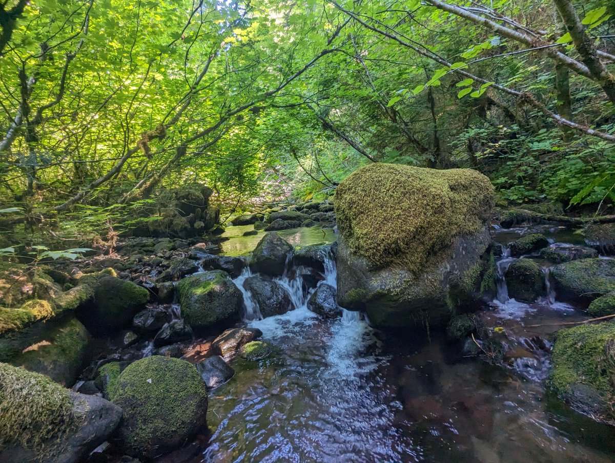 A Look before the Lookout Fire. Post 9. McRae Creek NEON

McRae Creek, on the edge of the Lookout Fire this week, is home to an aquatic field site of the National Ecological Observatory Network  (NEON).

Click for the full post: andrewsforest.oregonstate.edu/about/news-eve…

<a href="/USLTER/">US LTER</a> <a href="/NEON_sci/">NEON</a>