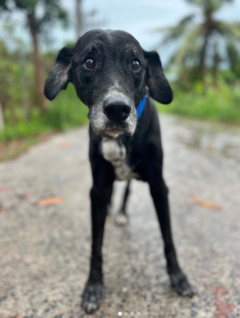 NiallHarbison's tweet image. Thank You For Everything Snoop - You Were My Superhero 💔

After over 11 wonderful years of tremendous company I am starting a week without my best friend. Snoop died last Friday morning and it feels like I have lost a part of my very being, such was his importance to me. He was…