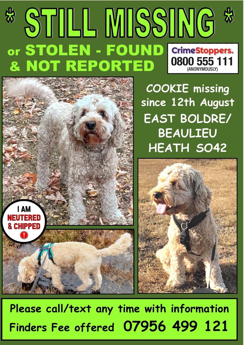 rosieDoc2's tweet photo. Did u pick up Cookie #cockapoo missing from East #Boldre, #SO42, to keep him safe? he has a family. He will be very distressed &missing them. Pls take to vet & say you found himβΌοΈOr π FINDERS FEE offered.https://t.co/uYZU3mi42C
@EastBoldrePC @JacquiSaid @thedogfinder @bs2510 https://t.co/jn9JDucack
