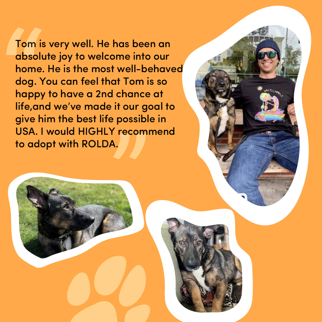 TextTeo_AI's tweet photo. We always enjoy reading the stories that ROLDA publishes about dogs that were once adopted and are now living with new families πΆπΎ
Sharing with you the warm words of owners who once adopted a dog from a shelterπ§‘
@ROLDAOrg #givehope #TextTeo
#NFT #Metaverse #TEO #Charity #Dog https://t.co/chRRgIigS8