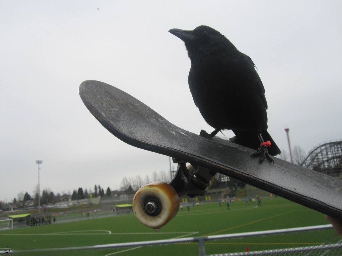 HE WAS A SKATER CROW, SHE SAID SEE YOU LATER THOUGH