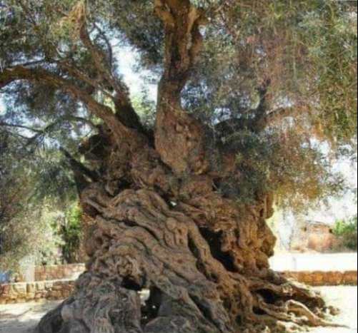 Árbol del 2.000 A.C. que está en Grecia, ha visto al hombre desde la edad de bronce y llegar a la era atómica, y la actual. Vió reyes, déspotas, políticos, poetas,guerreros y profetas levantarse y morir. Vió innumerables guerras.Y aún sigue dando aceitunas cada temporada...