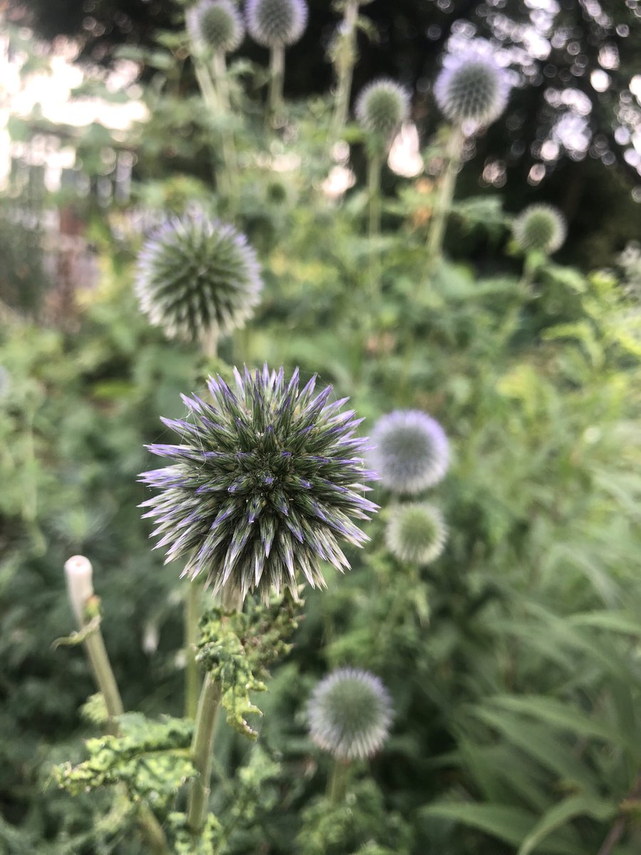 Get involved in your community! 

Become a garden volunteer in Wendell Park! 

Try out volunteering SATURDAY 2nd SEPTEMBER 10am-12pm

Coffee/tea, cake and a chat.

Bring gloves and sensible shoes.

No gardening experience necessary.

wendellparkgardeningfriends.co.uk