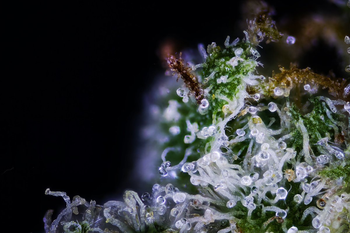 Cannabeast40 tweet media