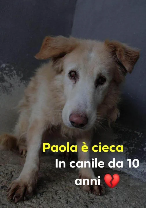 Luca_15_5's tweet photo. Adottata  ‼️  🤩🥳
Con (giustificato) ritardo posso annunciare la lieta novella accaduta a Marzo . Sono stato assente in quel periodo e me la ero persa 😉
La cosa importante è che Paoletta vivra' il resto della sua vita col calore di una famiglia 🤗
Grazie sempre a tutti 👏❤️ https://t.co/SeUjXGpp9F