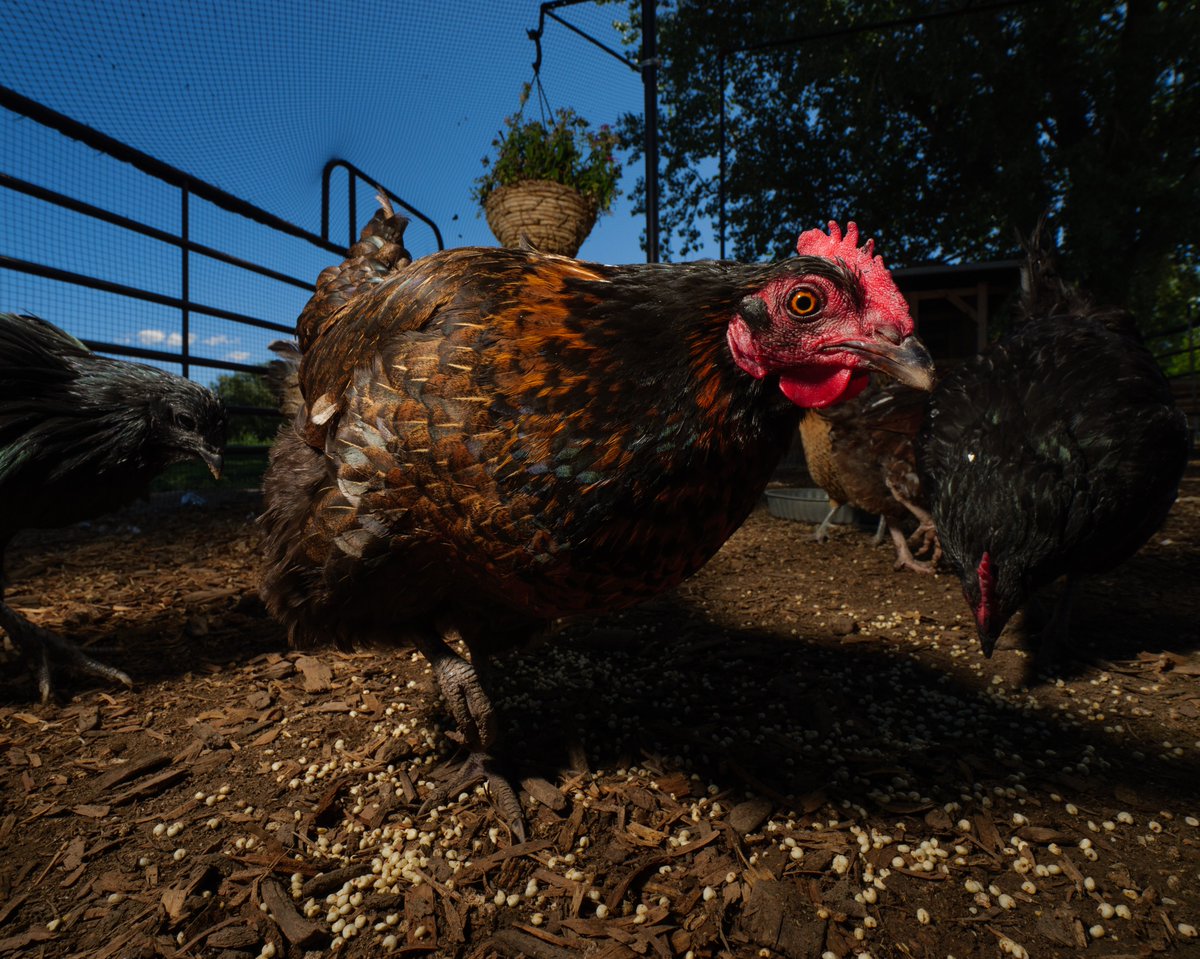 In summer's shade, the chicken dances with glee,
Excited for treats, as happy as can be!

(retweet to send a treat live.ourchickenlife.com)