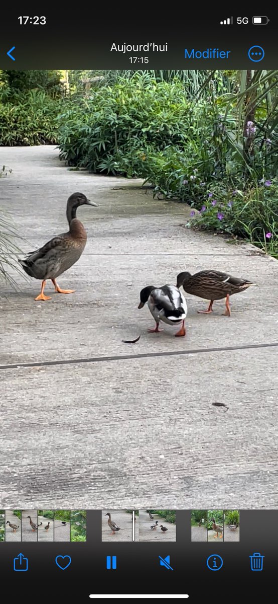 NaudinChristoph's tweet photo. #teamcanards @sanlaville11 @lmgaveriaux @LovaRinel @aurelia_gilbert . Le gros canard est tjrs là, mais le rapport de force s'est inversé. La patronne envoie son mec le repousser (et parfois s'y met), mais par à-coups. Sinon, ils s'ignorent...(non, ils ne se prosternent pas) 1. https://t.co/fSZFVfecZV