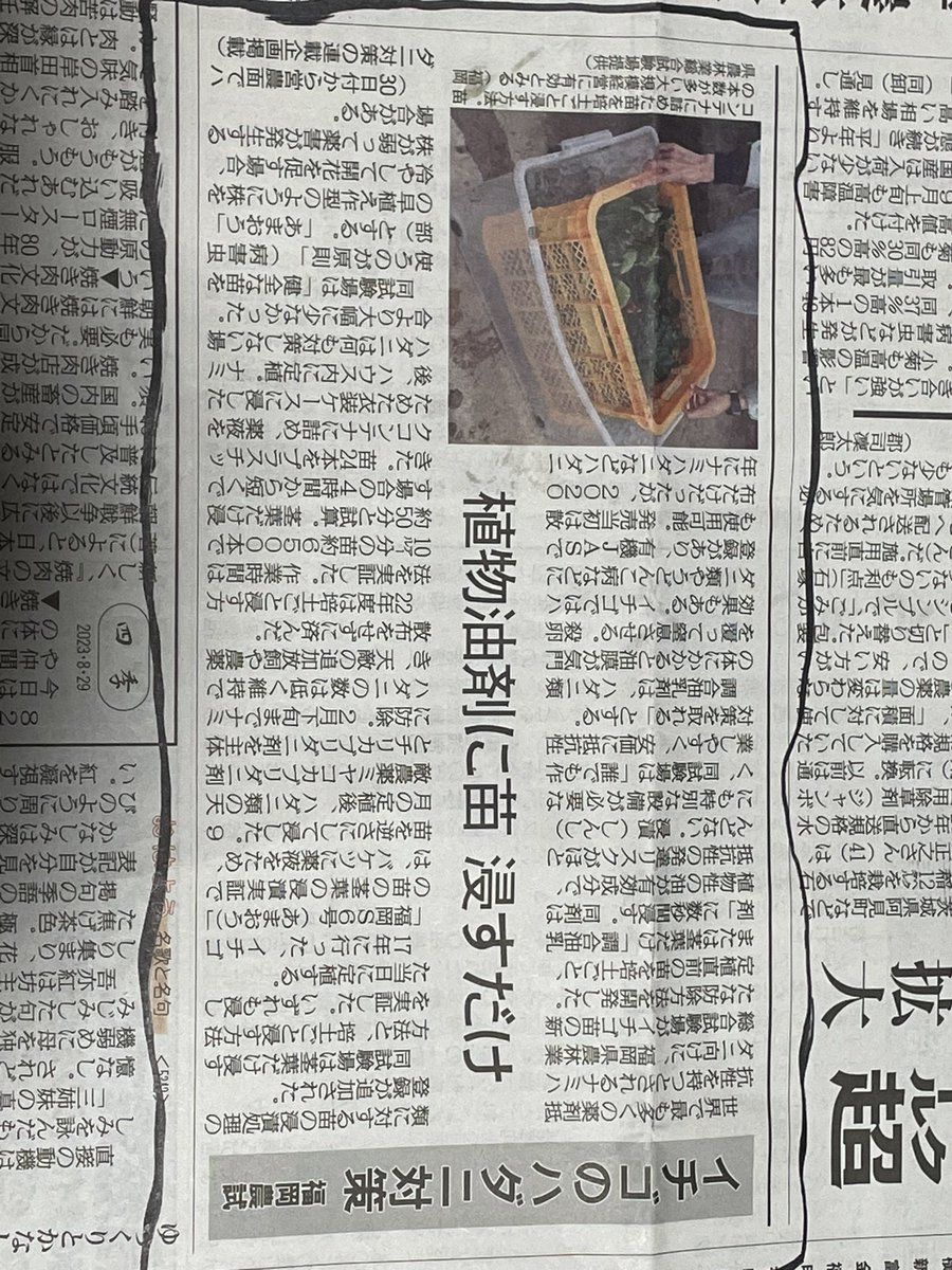 ichigozaurusu's tweet photo. イチゴのハダニ対策が日本農業新聞に載っていました。調合油乳剤に浸す記事ですが、これ、いいと思います！ https://t.co/1fRwKAi39j