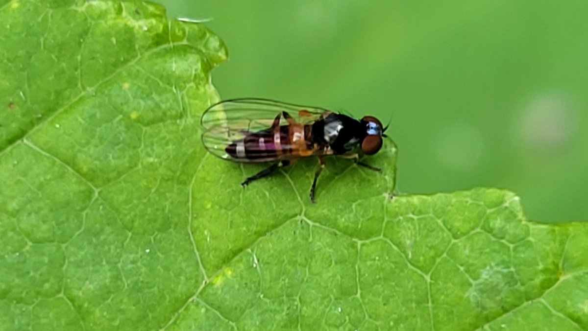 Vandaag in Amelisweerd: een Gestreepte Zilvervlekbreedvoet! Althans, dat vermoed ik. 😎
Vorig jaar is deze soort nergens in NL waargenomen. Als het klopt, is dit het 1e exemplaar van 2023 voor NL en het 1e aller tijden voor de prov. Utrecht! 🌳
Het wachten is op de expert ...