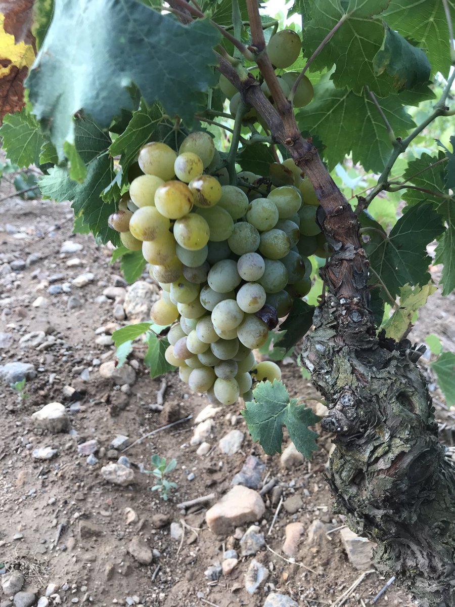 TeiaG2012's tweet photo. Avui amb una tramuntanada fina, ha tocat mostrejar la varietat amb gra més gros de totes les que es vinifiquen al celler, amb un gust espectacular, dolcíssim i característic. Quan esprems els grans per obtenir el most, tot el celler s’omple del seu perfum. #moscat d’Alexandria https://t.co/F23QC7eSfQ