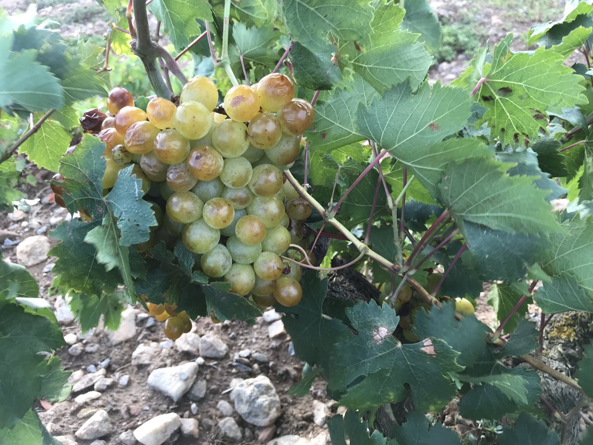 TeiaG2012's tweet photo. Avui amb una tramuntanada fina, ha tocat mostrejar la varietat amb gra més gros de totes les que es vinifiquen al celler, amb un gust espectacular, dolcíssim i característic. Quan esprems els grans per obtenir el most, tot el celler s’omple del seu perfum. #moscat d’Alexandria https://t.co/F23QC7eSfQ