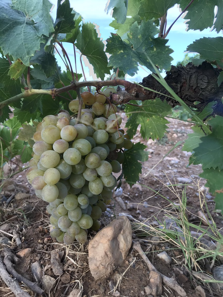 TeiaG2012's tweet photo. Avui amb una tramuntanada fina, ha tocat mostrejar la varietat amb gra més gros de totes les que es vinifiquen al celler, amb un gust espectacular, dolcíssim i característic. Quan esprems els grans per obtenir el most, tot el celler s’omple del seu perfum. #moscat d’Alexandria https://t.co/F23QC7eSfQ