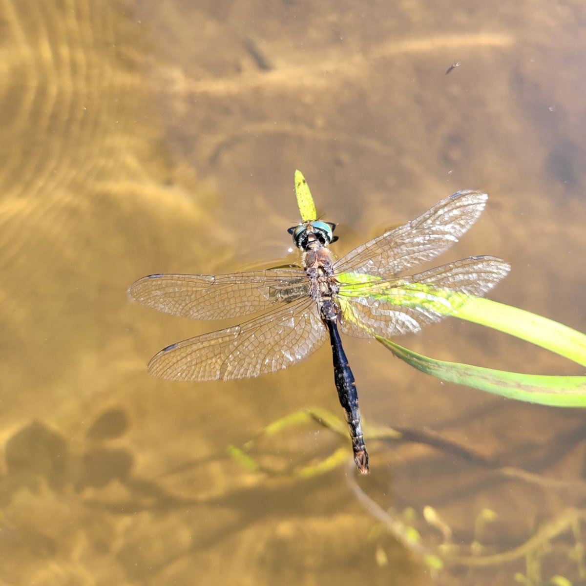 ducanada's tweet photo. This week's #ProjectDragonfly feature is a brush-tipped emerald photographed and logged by @iNaturalist user jean-luc21 in New Brunswick
Learn how you can get involved at ➡️ https://t.co/5VfalsbU1q
#communityscience #DUCProjectDragonfly https://t.co/Hb1NIt93Ge