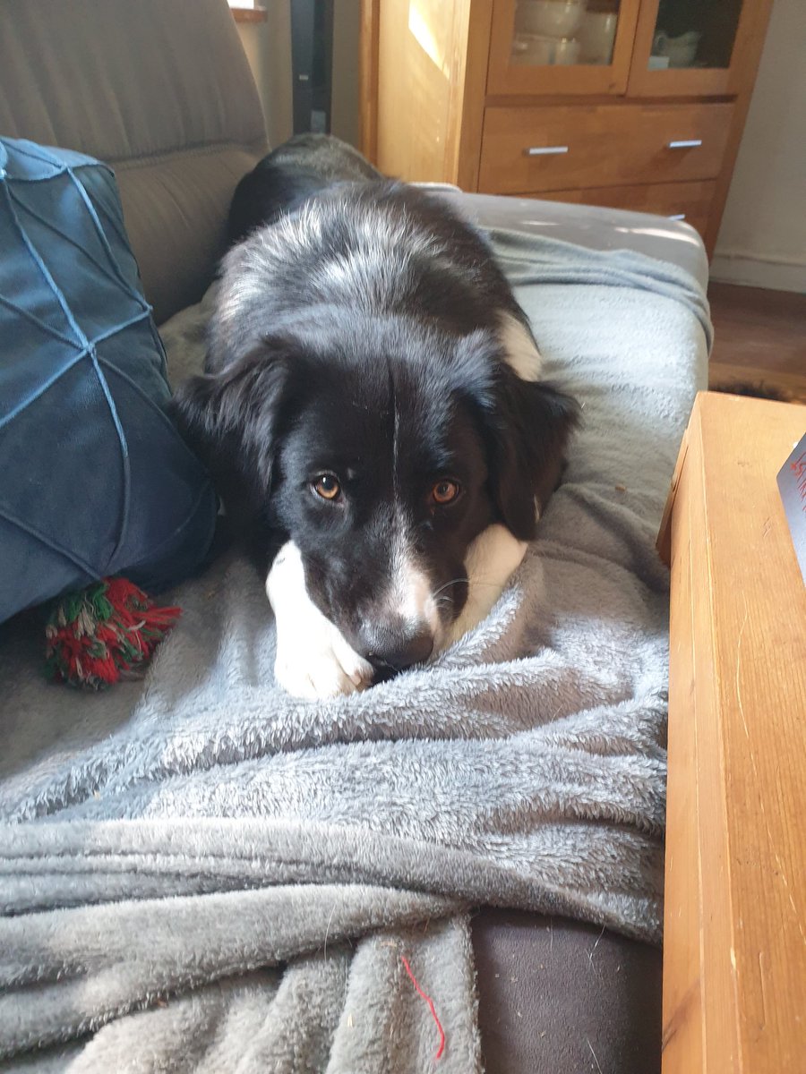 🐕Luna

Frauchen war heute ewig weg und Herrchen hatte auch keine Zeit für uns 🤨 Was soll denn das? Die waren in letzter Zeit doch immer da 🧐