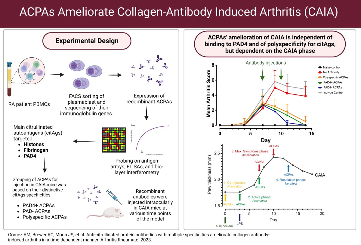 Anti-citrullinated protein antibodies both prevent and help to reduce joint inflammation in the early phases of an animal model of arthritis. Do certain autoantibodies arise as compensatory mechanisms to mitigate inflammation?

In A&amp;R
loom.ly/7CXYPrA