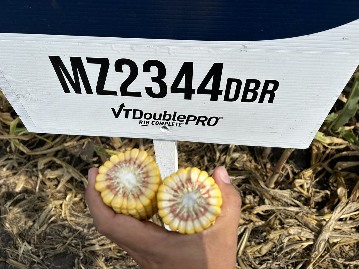 MZ 2344 showing up big near Winkler, MB. This new 83 day grain corn is going to be a real contender. Keep your eyes peeled for trial results this fall. 🌽🌽🌽🏋️🏋️#MZ2344 <a href="/MaizexWest/">Maizex West</a>