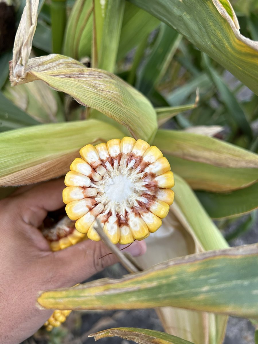 Steph Chabbert tweet media