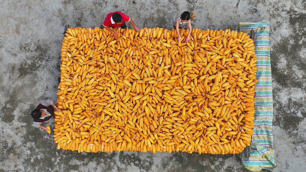 PDChina's tweet image. In pics: Chinese farmers embrace a bountiful fall harvest.
