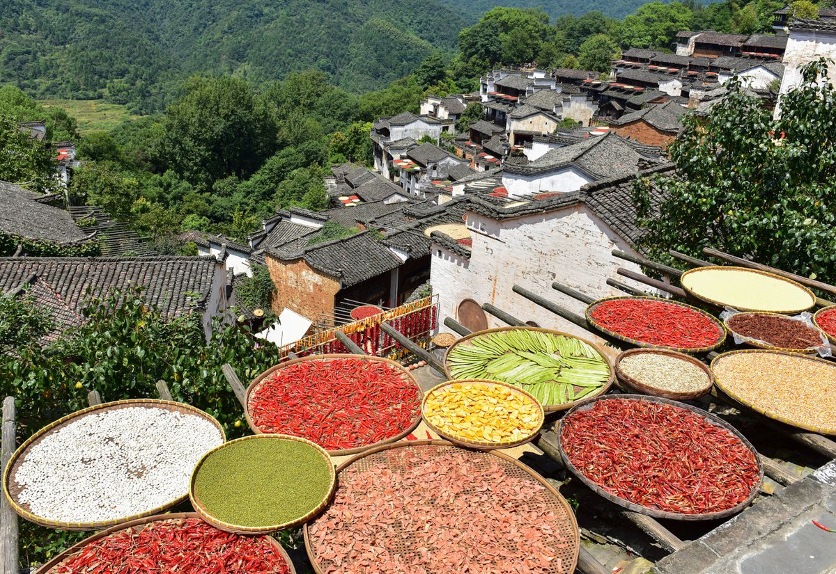 PDChina's tweet image. In pics: Chinese farmers embrace a bountiful fall harvest.