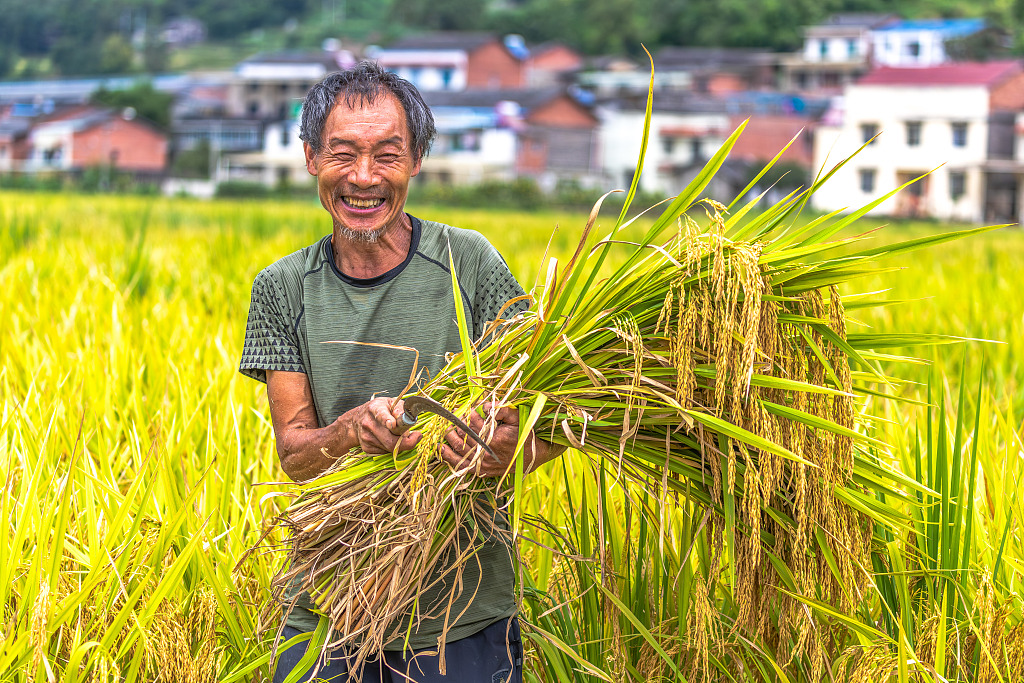PDChina's tweet image. In pics: Chinese farmers embrace a bountiful fall harvest.