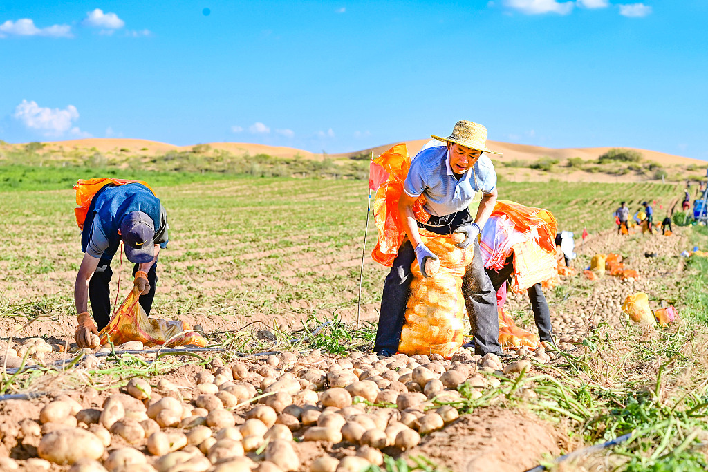 PDChina's tweet image. In pics: Chinese farmers embrace a bountiful fall harvest.