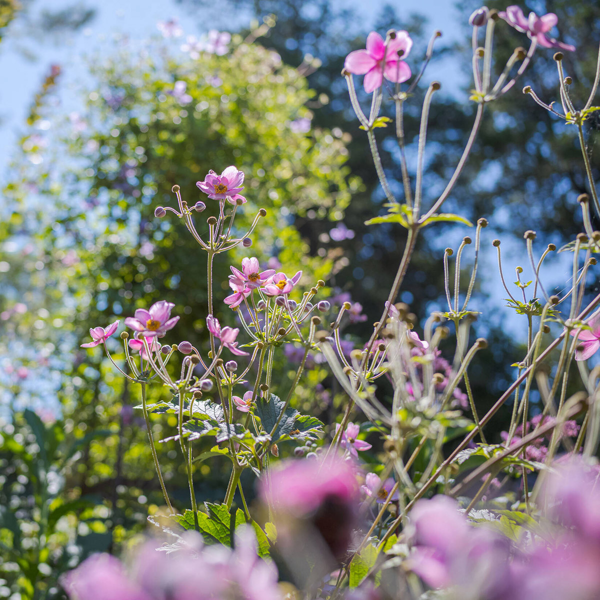 We’re seeing PINK in the Perennial Garden this week thanks to the Japanese anemones (Anemone × hybrida ‘Robustissima’) now in bloom! 🌸💕