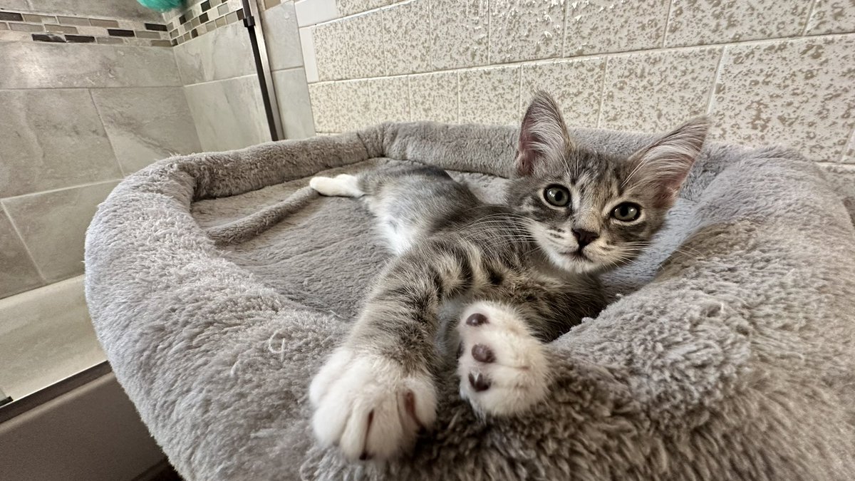 HeartOfAKing626's tweet photo. Hi all! Meet Arthur! We rescued him right before the storm last weekend. https://t.co/rQSotOm7aB