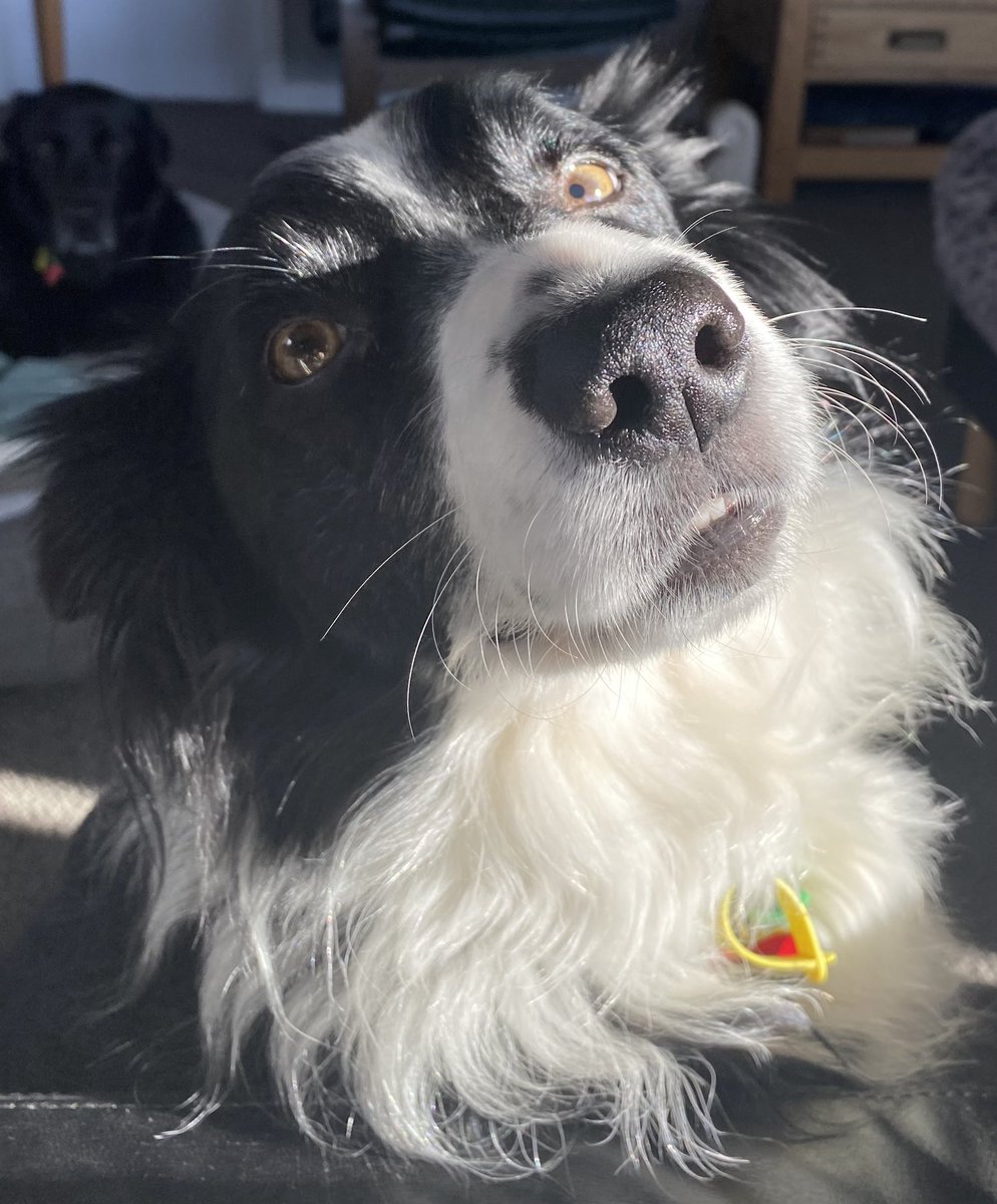 wendymuircroft's tweet photo. @NiallHarbison thank you for all of the work that you do for the rescue dogs.  I was a backyard rescue in South Australia, I live in NZ now.  We loved the Tina stories.  Love from Hunter, best boy.  x https://t.co/5SJYZFEnxZ