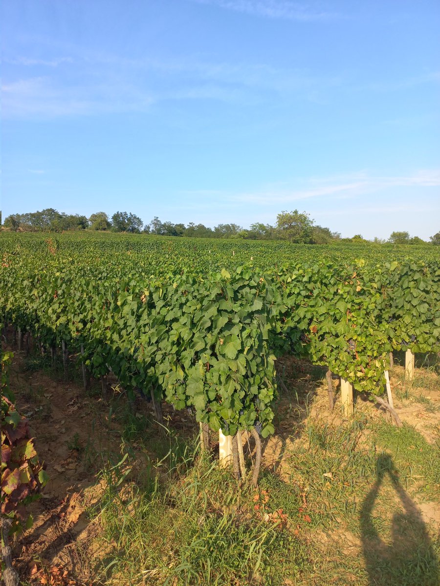 MIROLJUBPOPOVI1's tweet photo. Nije  #Bodeaux
Nije  #Toscana
Nije  #Alsac

#Levač biser Šumadije, jedinstven i neponovljiv.
Uživajte u vinima levačkog vinogorja. Ima ih puno.🥂 https://t.co/SVTUUM0vtU
