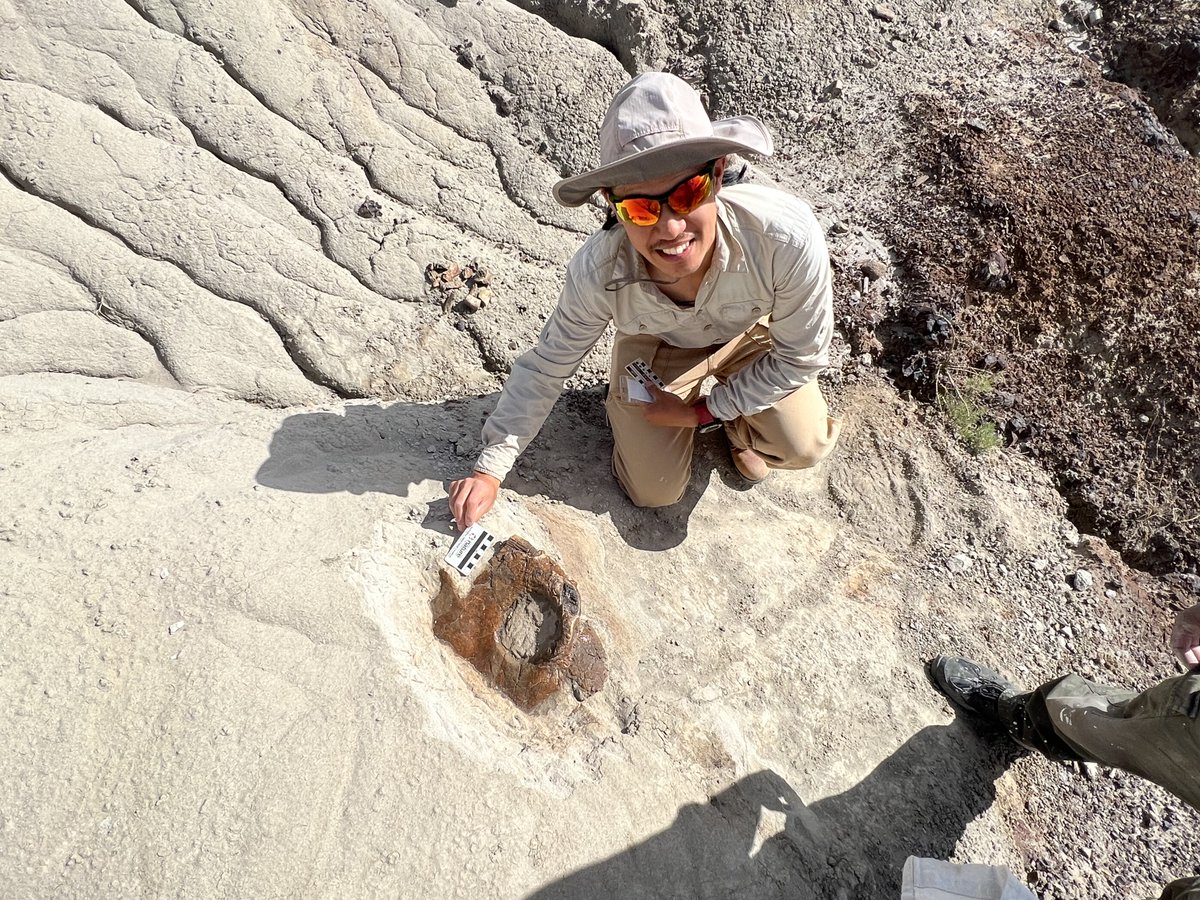 Research Assistant Shyong en Pan found a partial ceratopsid skull peeking at him from out of the rock this month. We're pretty good at finding ceratopsids! #CMNPalaeo