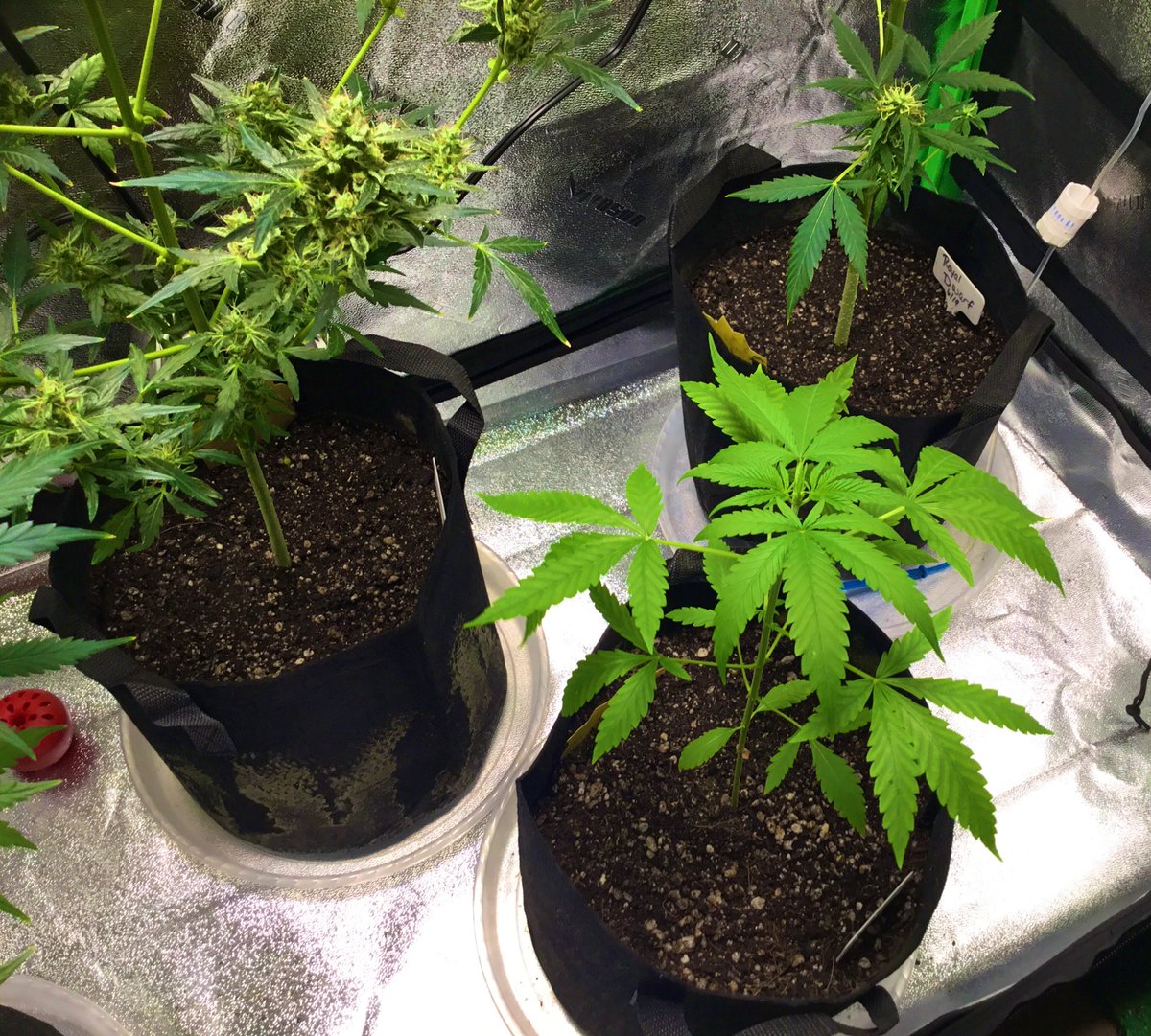 bigpapito24's tweet photo. Been awhile since I posted pics, just updates on the babies. 

Don't think the Royal Dwarf is gonna flower, really went ALOT faster than expected (autoflowers be  autoing 😂) but still loved the process.

Def trying out a photoperiod in the next growth batch.

Smoke up&amp;stay safe https://t.co/UQAemKokhq