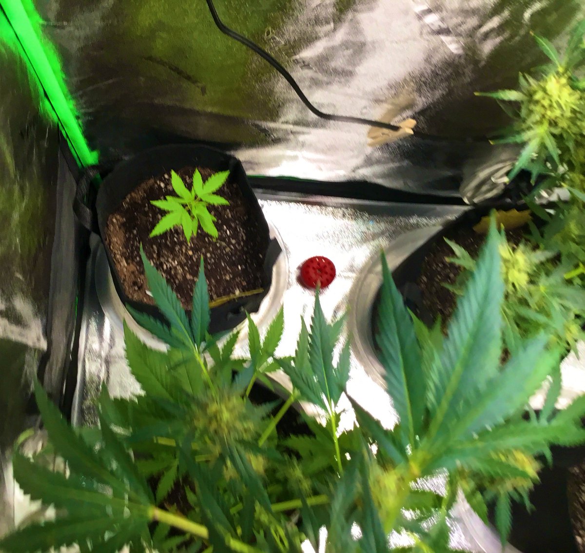 bigpapito24's tweet photo. Been awhile since I posted pics, just updates on the babies. 

Don't think the Royal Dwarf is gonna flower, really went ALOT faster than expected (autoflowers be  autoing 😂) but still loved the process.

Def trying out a photoperiod in the next growth batch.

Smoke up&amp;stay safe https://t.co/UQAemKokhq