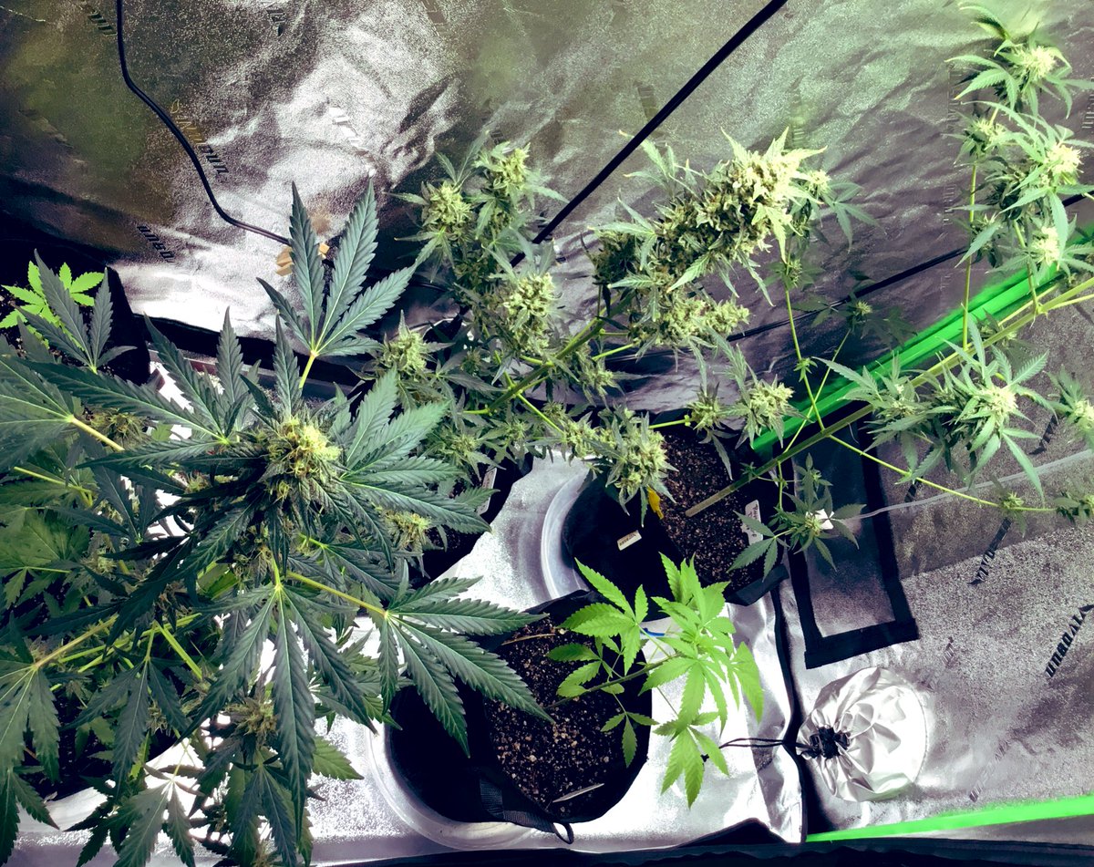 bigpapito24's tweet photo. Been awhile since I posted pics, just updates on the babies. 

Don't think the Royal Dwarf is gonna flower, really went ALOT faster than expected (autoflowers be  autoing 😂) but still loved the process.

Def trying out a photoperiod in the next growth batch.

Smoke up&amp;stay safe https://t.co/UQAemKokhq