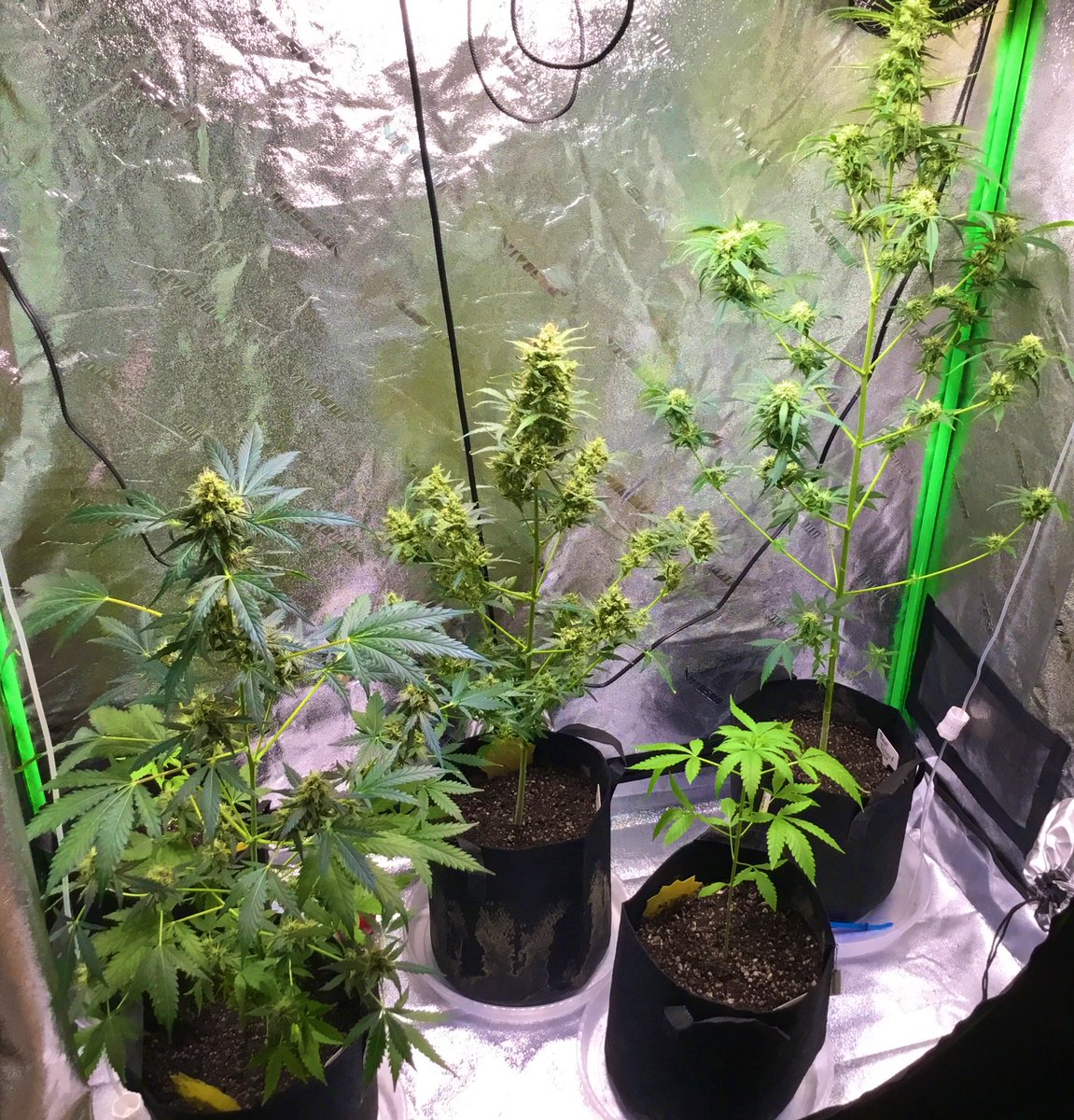 bigpapito24's tweet photo. Been awhile since I posted pics, just updates on the babies. 

Don't think the Royal Dwarf is gonna flower, really went ALOT faster than expected (autoflowers be  autoing 😂) but still loved the process.

Def trying out a photoperiod in the next growth batch.

Smoke up&amp;stay safe https://t.co/UQAemKokhq
