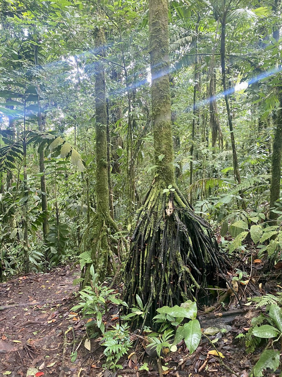 Clarageogteach1's tweet photo. Country 9) Costa Rica 

Monteverde Cloud Forest and La Fortuna, another week of hiking and enjoying the nature 🌳🇨🇷 https://t.co/t9TqYT4tAd