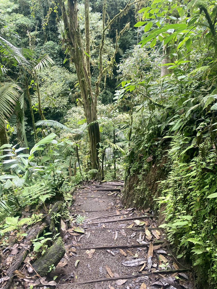 Clarageogteach1's tweet photo. Country 9) Costa Rica 

Monteverde Cloud Forest and La Fortuna, another week of hiking and enjoying the nature 🌳🇨🇷 https://t.co/t9TqYT4tAd
