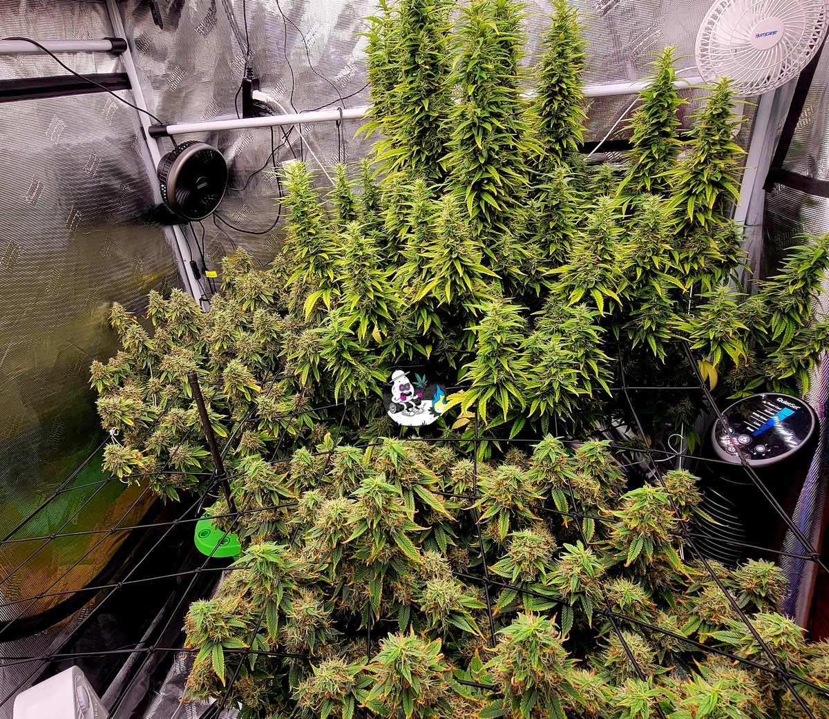 #OnlyPlant
#Growmies #Homegrown #Mmemberville #cannabis
