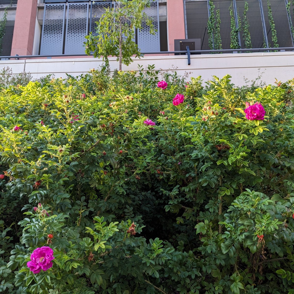 Abbott Northwestern Hospital (@anwhospital) on Twitter photo ๐ข๐๐ฟ ๐ฝ๐ผ๐น๐น๐ถ๐ป๐ฎ๐๐ผ๐ฟ ๐ด๐ฎ๐ฟ๐ฑ๐ฒ๐ป ๐ถ๐ ๐ณ๐น๐ผ๐๐ฟ๐ถ๐๐ต๐ถ๐ป๐ด! ๐บ
Located on campus adjacent to the Midtown Greenway bike path, our garden has an array of blooming plants that are pollinator-friendly and are able to overcome slope erosion.
#HealingGardens ๐ข๐๐ฟ ๐ฝ๐ผ๐น๐น๐ถ๐ป๐ฎ๐๐ผ๐ฟ ๐ด๐ฎ๐ฟ๐ฑ๐ฒ๐ป ๐ถ๐ ๐ณ๐น๐ผ๐๐ฟ๐ถ๐๐ต๐ถ๐ป๐ด! ๐บ
Located on campus adjacent to the Midtown Greenway bike path, our garden has an array of blooming plants that are pollinator-friendly and are able to overcome slope erosion.
#HealingGardens