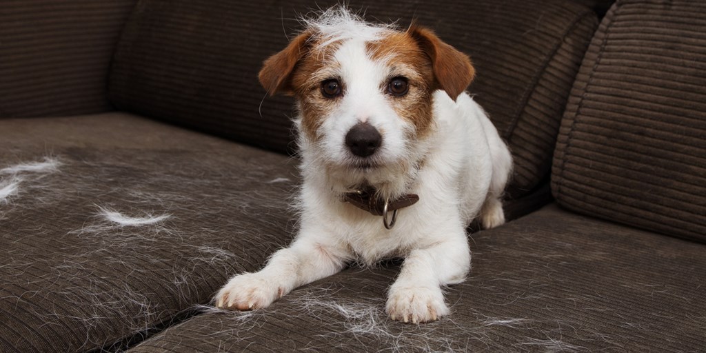 In a hairy situation? We have some tips on how to manage your pup's #shedding. 🐶

Learn how to deal with #DogHair and more, here: 
bit.ly/3rLlWpk