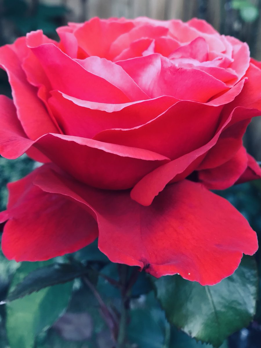 ⁦<a href="/GardensHour/">GardensHour</a>⁩ #GardensHour 🌹🌹🌹 the last of the summer roses… #red #roses 🌹🌹🌹