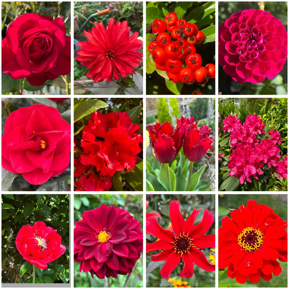 #MyGarden The Lady in Red, a wonderful scarlet gardening summer #GardensHour #Sixweeksofcolour