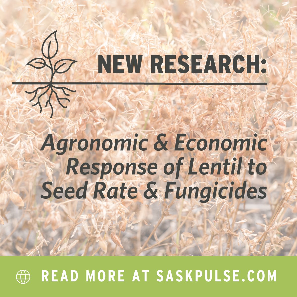 SaskPulse's tweet image. A key finding from SPG&apos;s latest research suggests fungicides are best applied at early bloom for lentils and dual fungicide applications may not result in higher profits. Read more: saskpulse.com/resources/agro… #pulseresearch