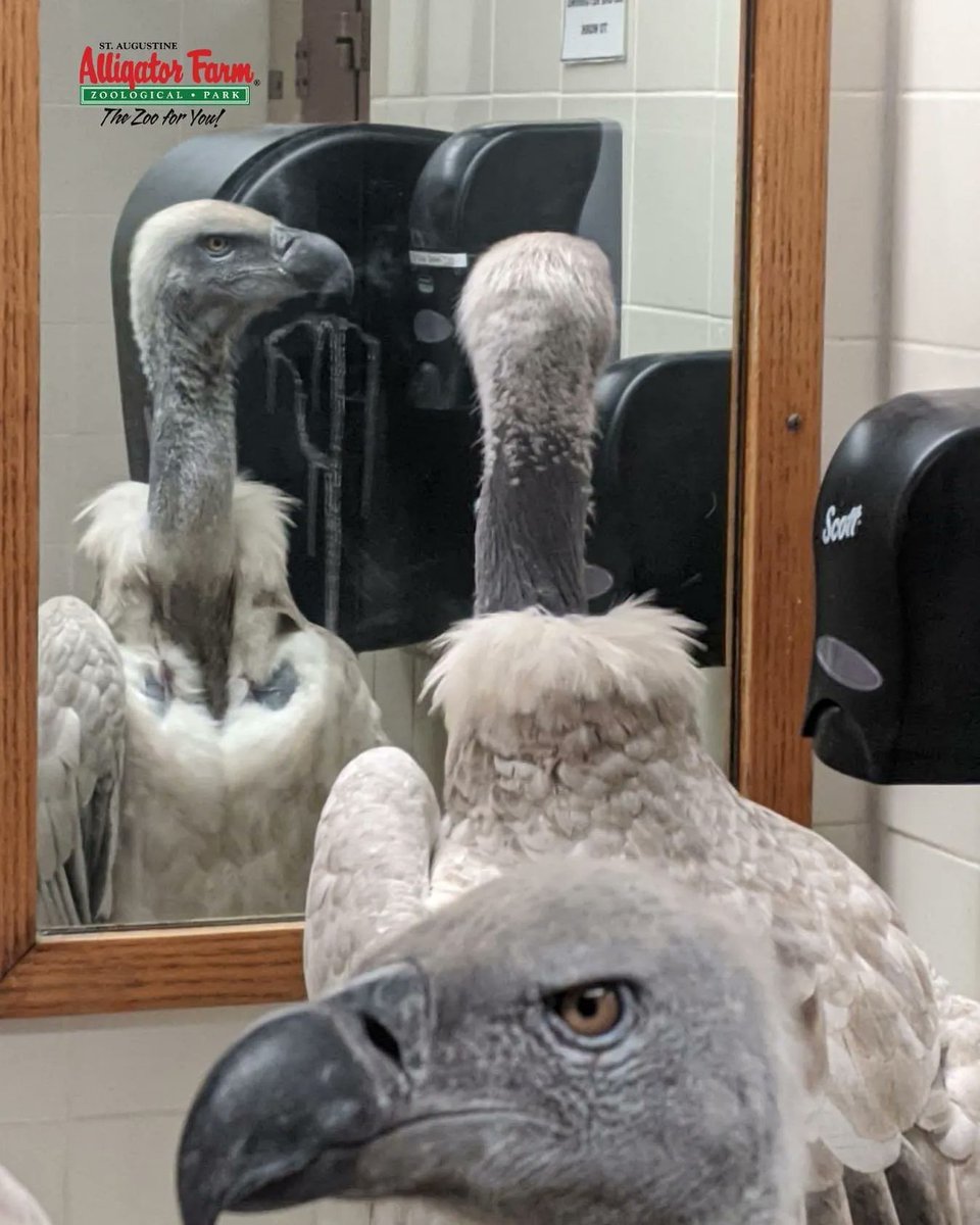 #hurricaneprep While we prepare for the hurricane, some animals may not be on-display + others might be in guest bathrooms. If you're visiting us, you'll know this by the sign &amp; the lock on the door. ⚠️ #BirdsInBathrooms 🚨 Open Tues - Closed Wedn.