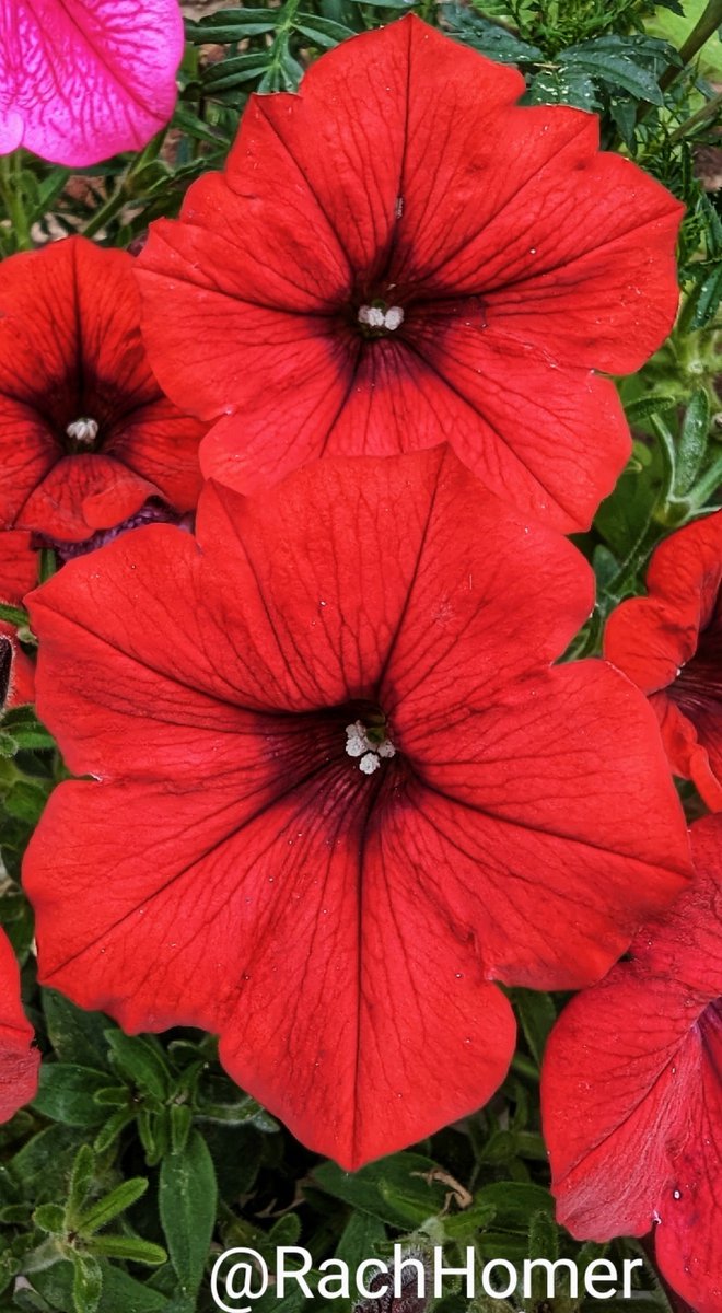 Petunia flowers for this week's red themed #GardensHour ❤️ #GardeningTwitter #GardeningX #gardens 🌿