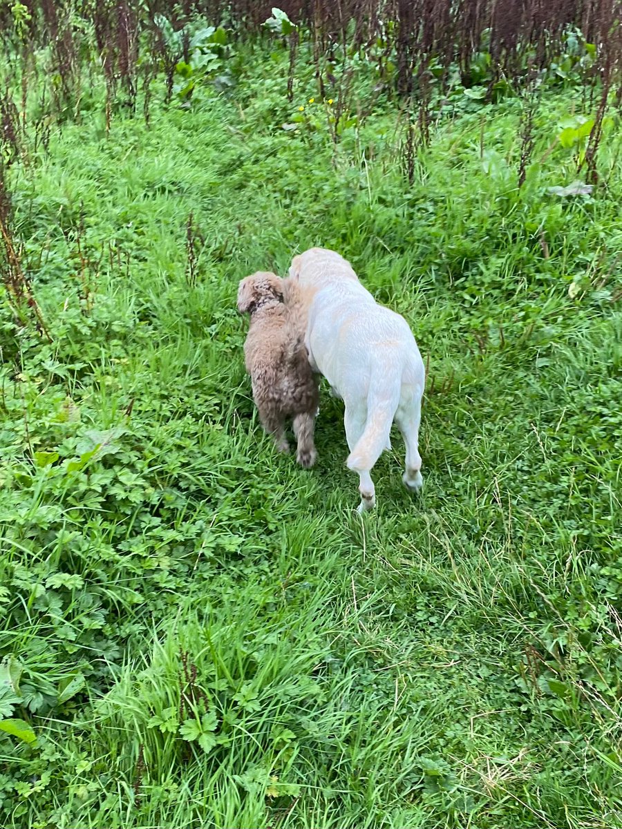 dog_nancy's tweet photo. Mum got this photo from her friend who is looking after us 🥰 she’s looking forward to snuggles when they get home https://t.co/8jKZ0tBcn7